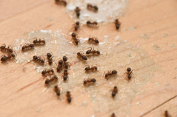 Best Wasp Removal Services  in Garretson, SD